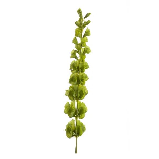 Τεχνητό Κλαδί 80εκ. Emerald Molucella Green 417544