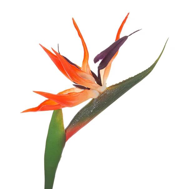 Τεχνητό Λουλούδι 83εκ. A-S Bird Of Paradise 193803
