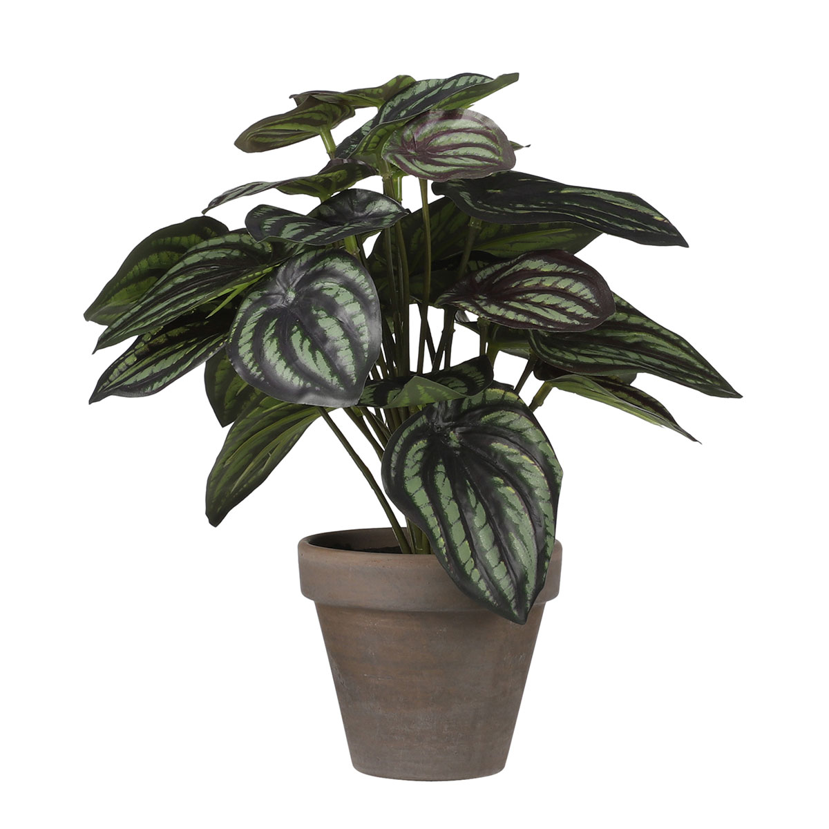 Τεχνητό Φυτό Σε Γλάστρα (Φ23x24) Edelman Peperomia D.Green 1079796