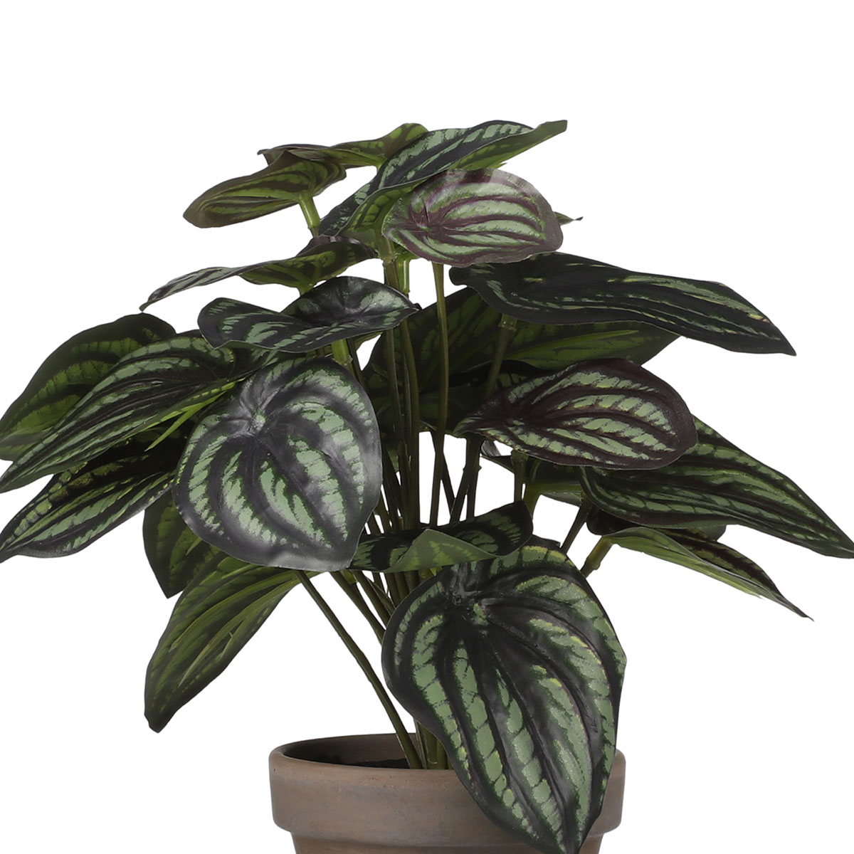 Τεχνητό Φυτό Σε Γλάστρα (Φ23x24) Edelman Peperomia D.Green 1079796