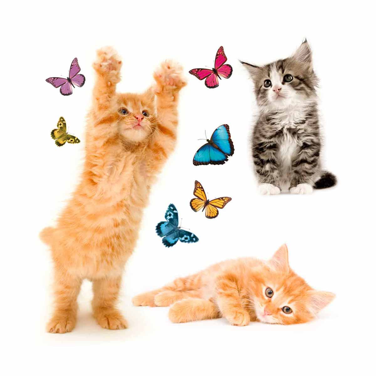 Αυτοκόλλητα Παραθύρου Διπλής Όψης Ango Cats 64001