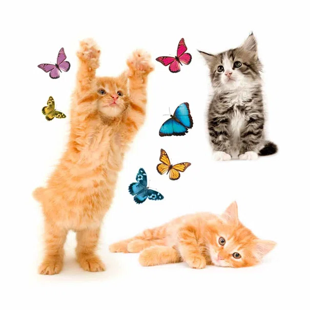 Αυτοκόλλητα Παραθύρου Διπλής Όψης Ango Cats 64001