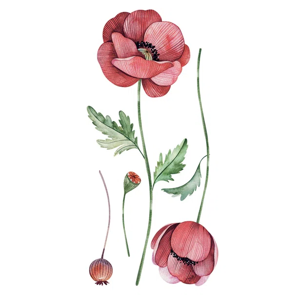 Αυτοκόλλητα Τοίχου Ango Poppies 59180